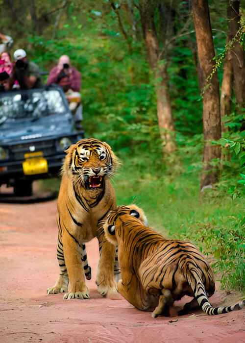 Golden Triangle Tour with Ranthambore