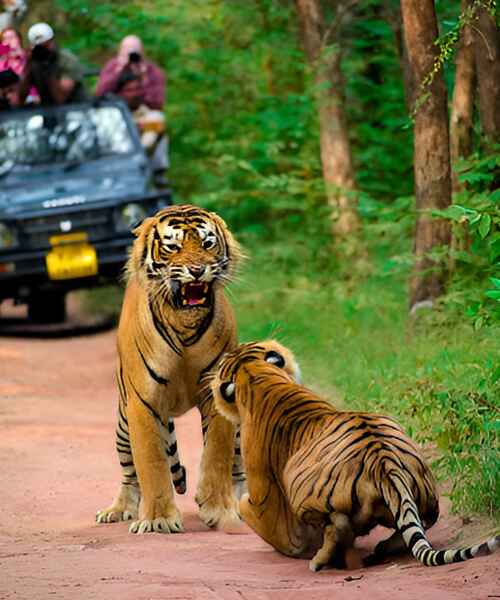 Ranthambore India Tour Package