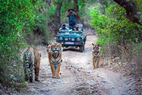 Ranthambore