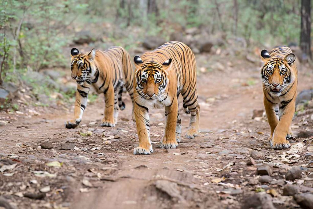 Ranthambore Tiger Safari