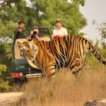 Ranthambore Tiger Safari