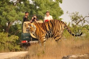 Ranthambore Tiger Safari