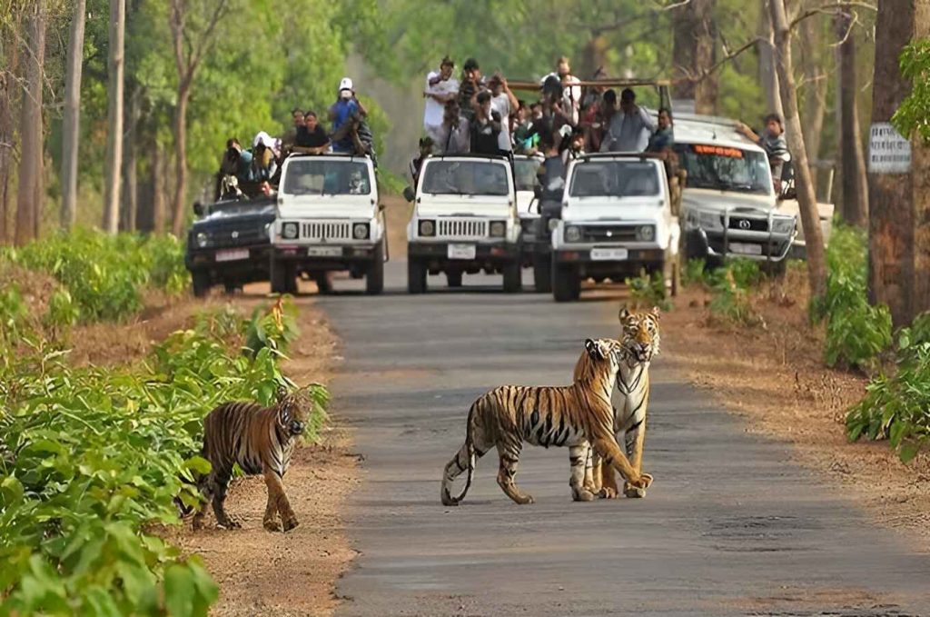 Ranthambore Tiger Safari