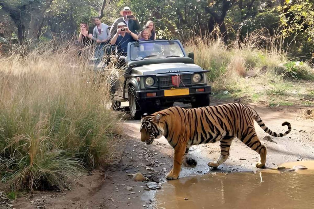 Ranthambore Tiger Safari